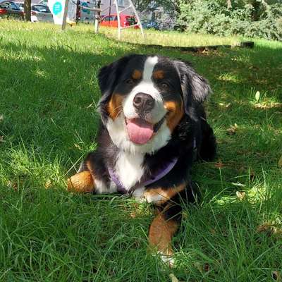 Hundetreffen-Socialwalk-Bild