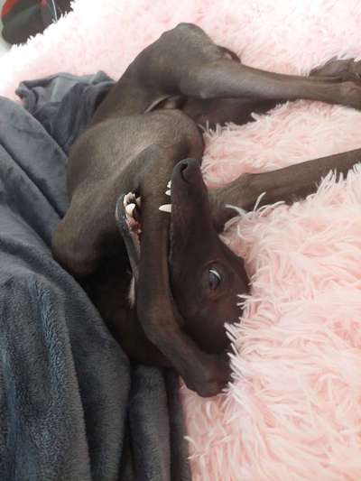 Fotowettbewerb ,,mein gruseliger Hund"-Beitrag-Bild