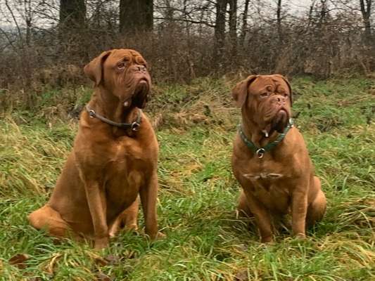 Bordeaux Dogge-Beitrag-Bild