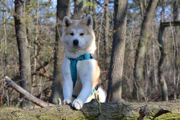 Akita Inu/American Akita (Mix) halter.-Beitrag-Bild