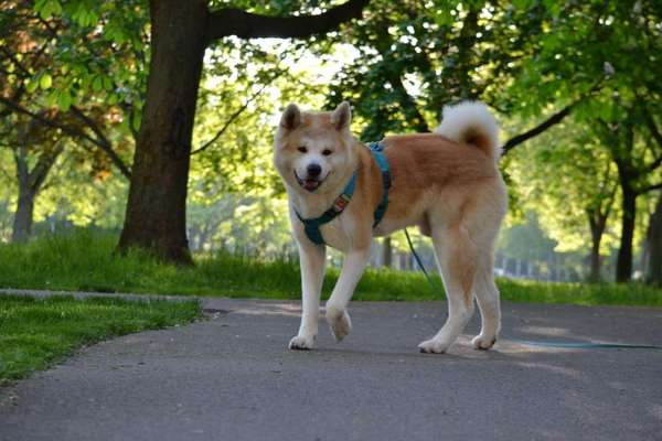 Akita's-Beitrag-Bild