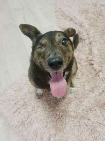 Die besten Hundeblicke 🐾❤️-Beitrag-Bild