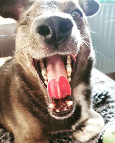 Zeigt mir die tollste Nahaufnahme von eurer Fellnase-Beitrag-Bild