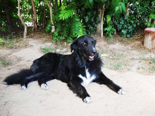 Mischlingshunde Foto Aufruf-Beitrag-Bild