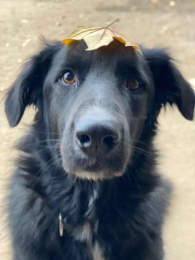 Dogorama Photo Challenge - Hundeblick zum hinschmelzen-Beitrag-Bild