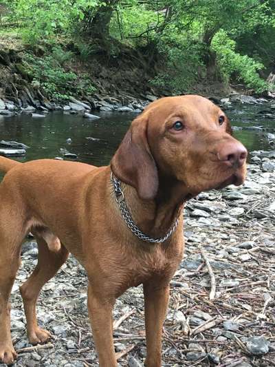 Reinrassige Hunde?-Beitrag-Bild