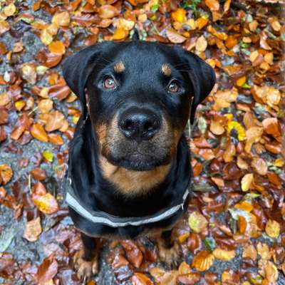 Hundetreffen-Treffen zum Spielen-Bild