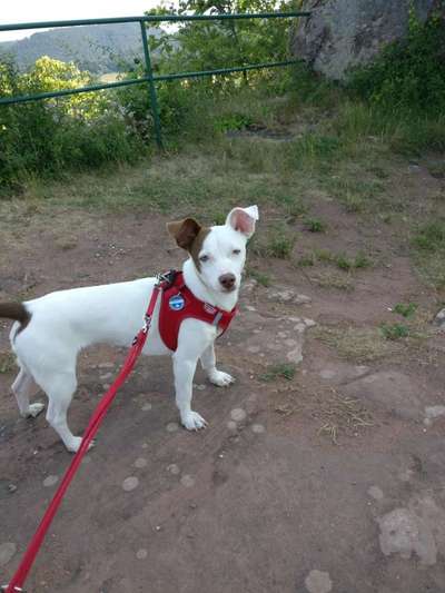 Hund aus dem Spanischen Tierschutz-Beitrag-Bild