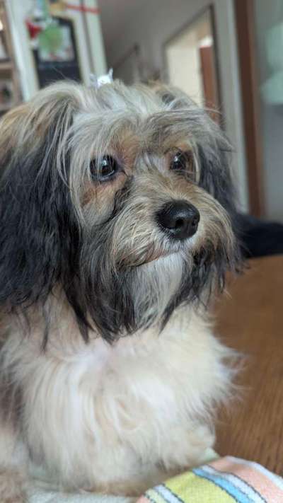 Zeigt her eure Pudel und Pudelmischlinge (:-Beitrag-Bild