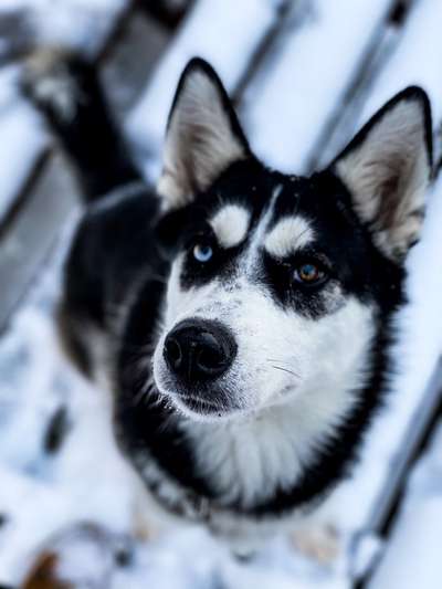 Foto's und Hundemodels-Beitrag-Bild