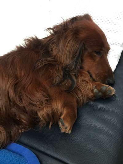 Seelenhunde-Beitrag-Bild