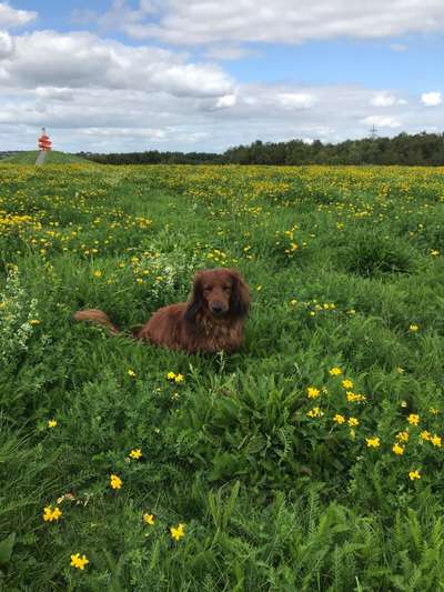 Die Dogorama Monats Challenge "Es grünt und blüht"-Beitrag-Bild