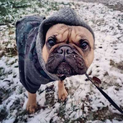 Dogorama Photo Challenge - Hundeblick zum hinschmelzen-Beitrag-Bild