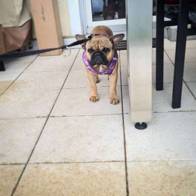 Dogorama-Monats-Challenge-Mai "Wasser"-Beitrag-Bild