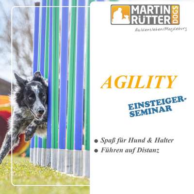 Giftköder-Agility-Bild