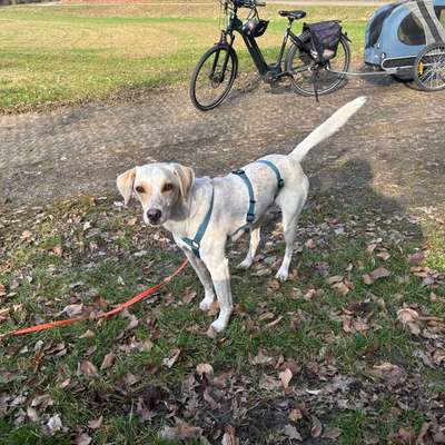 Hundetreffen-Rudi ist 2 Jahre alt und geht gut an der Leine. Er liebt die Freiheit er liebt andere Hunde.-Bild