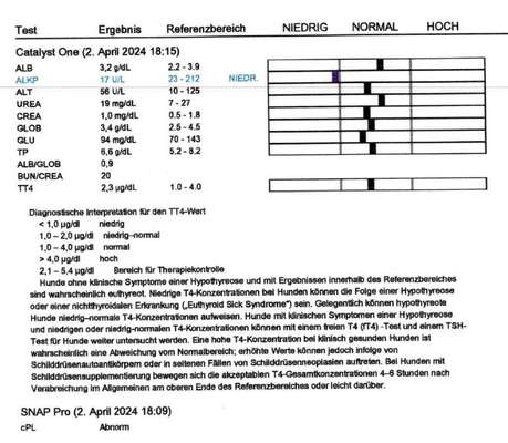 Ständig wiederkehrende Bauchspeicheldrüsenentzündung-Beitrag-Bild