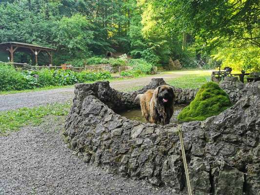 Hundetreffen-Spaziergang & Spielrunde-Bild