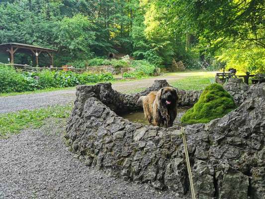 Hundetreffen-Spaziergang & Spielrunde-Bild