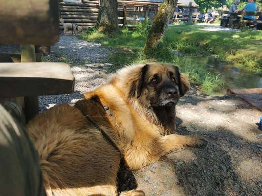 Sozialisation von großen und kleinen Hunden-Beitrag-Bild