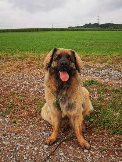 Wie oft gassi?-Beitrag-Bild