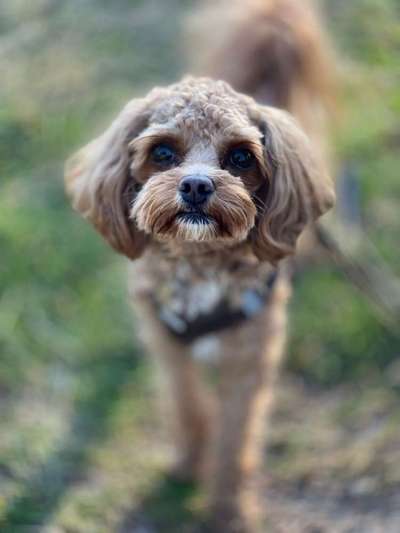 Hundetreffen-Gemeinsames Training oder Gassirunde-Bild