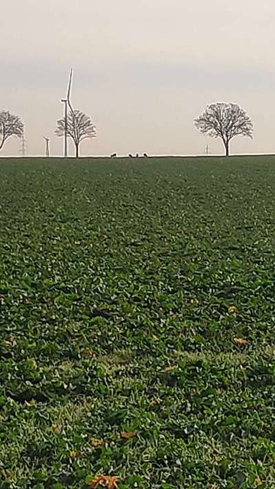 Hundeauslaufgebiet-Kleefelder Wiesen-Bild