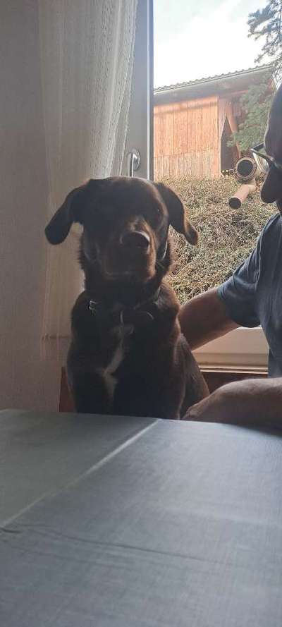 Labradorfans-Beitrag-Bild