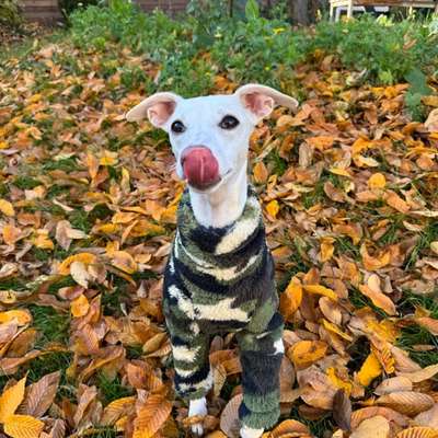 Hundetreffen-Gassirunde/Spieldate im Palmengarten/Clara-Park-Bild