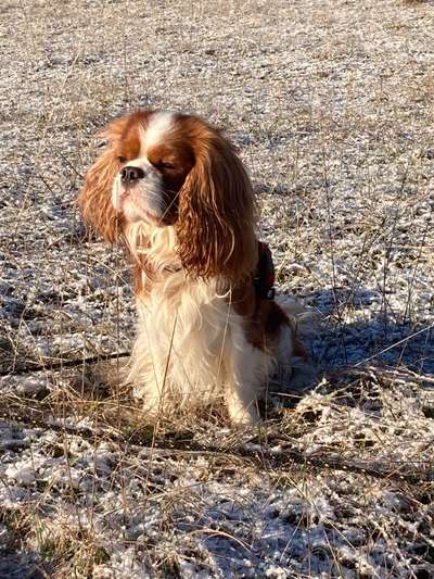 Cavaliere-Beitrag-Bild