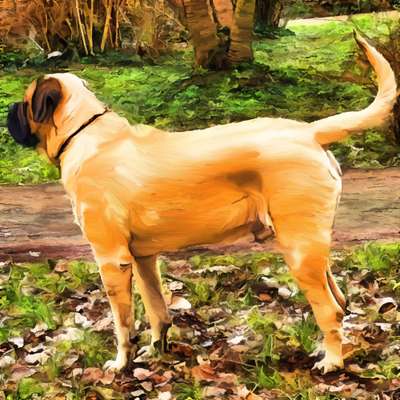 Noch mehr Old English Mastiffs hier?-Beitrag-Bild