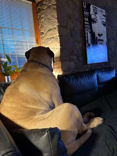 Noch mehr Old English Mastiffs hier?-Beitrag-Bild