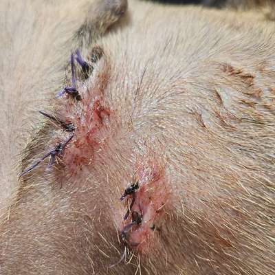 Wundheilung nach Kastration-Beitrag-Bild