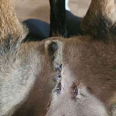 Wundheilung nach Kastration-Beitrag-Bild