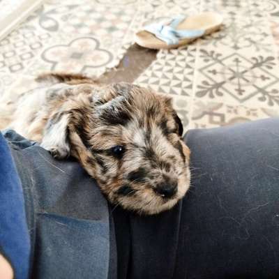 Hundetreffen-Welpentreff in Rudow-Bild
