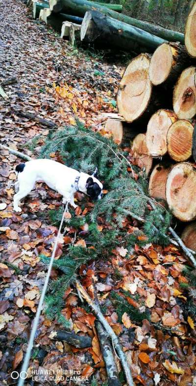 Welpen Bilder !-Beitrag-Bild