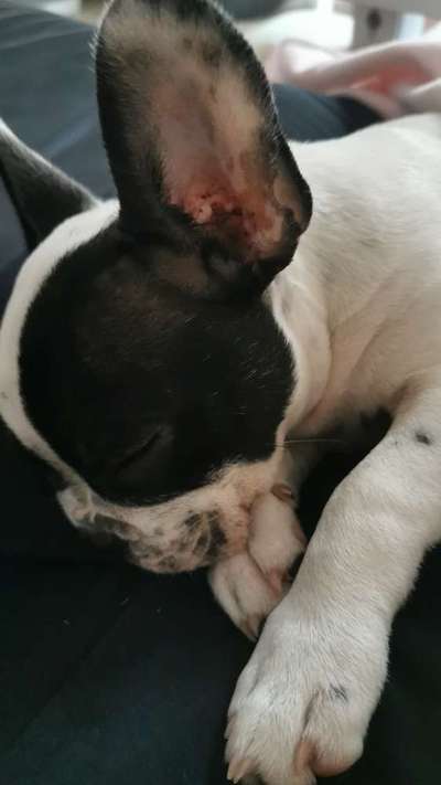 Welpen Bilder !-Beitrag-Bild