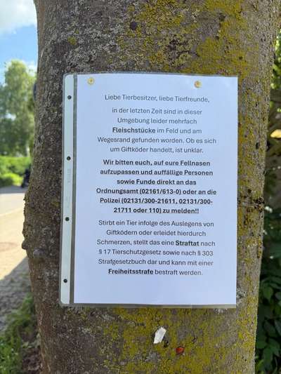 Giftköder-Vermehrt Fleischstücke gefunden-Bild
