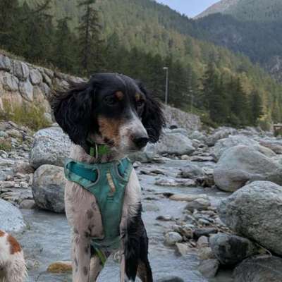 Hundetreffen-Junghunde - Runden Dasing oder Friedberg-Bild