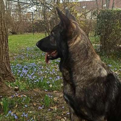 Hundetreffen-Spiel und Trainingspartner gesucht 😊-Bild