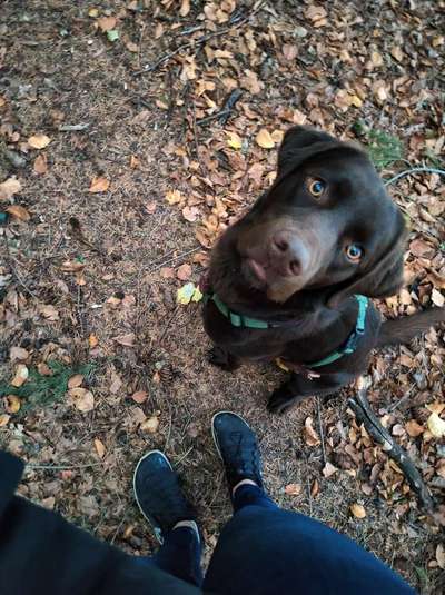 Hundetreffen-Gassirunde am See-Bild