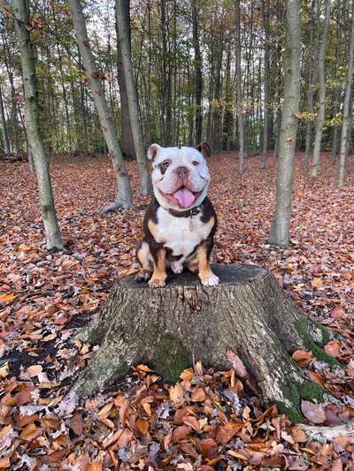 English bulldogg-Beitrag-Bild