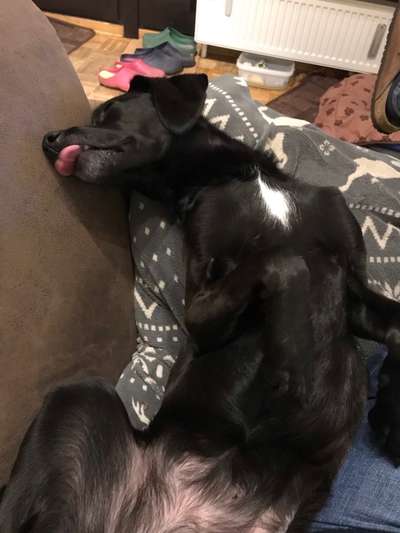 Challenge Nr 14
Eure Fellnasen auf ihrem Lieblingsplatz-Beitrag-Bild