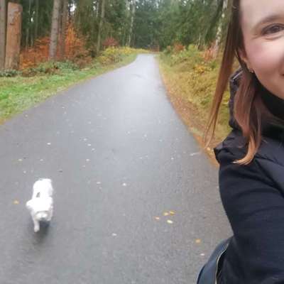 Hundetreffen-Gemeinsamer Spaziergang-Bild