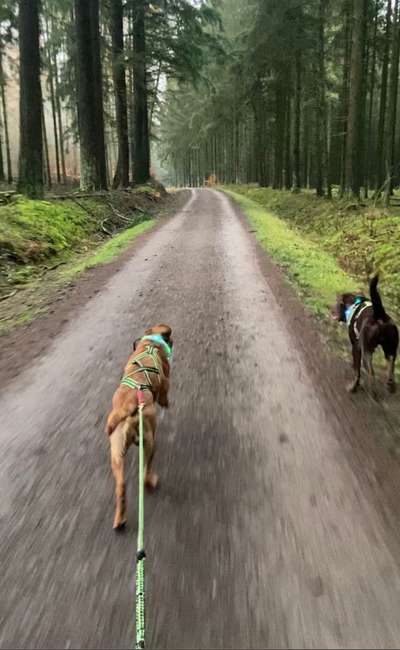 Bikejöring-Beitrag-Bild