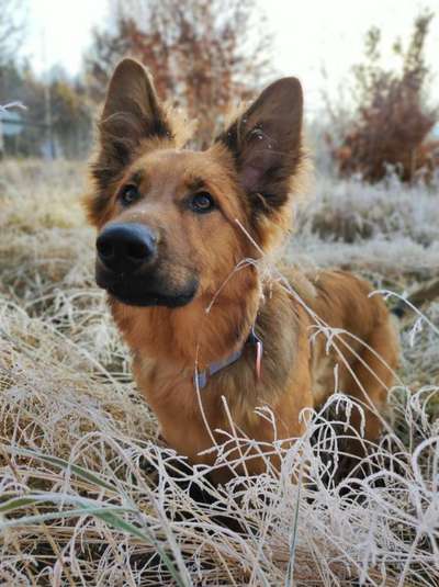 Dogorama Photo Challenge - Hundeblick zum hinschmelzen-Beitrag-Bild