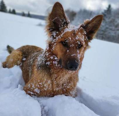 Foto Challenge Nr.: 114
Hunde im Schnee-Beitrag-Bild