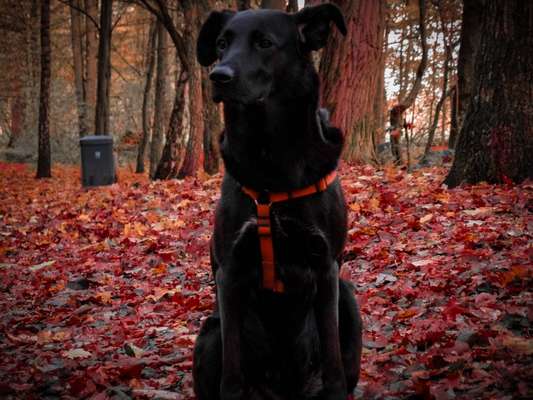 Black dogs are beautiful-Beitrag-Bild