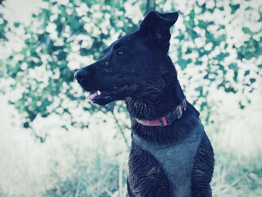 Austausch und Bilder unserer Schäferhund-Labrador mischlinge-Beitrag-Bild