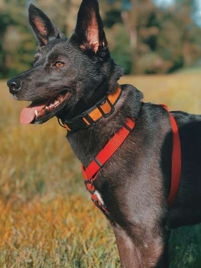 Black dogs are beautiful-Beitrag-Bild